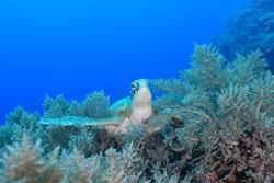 Palau Scuba Diving Holiday. Turtle.